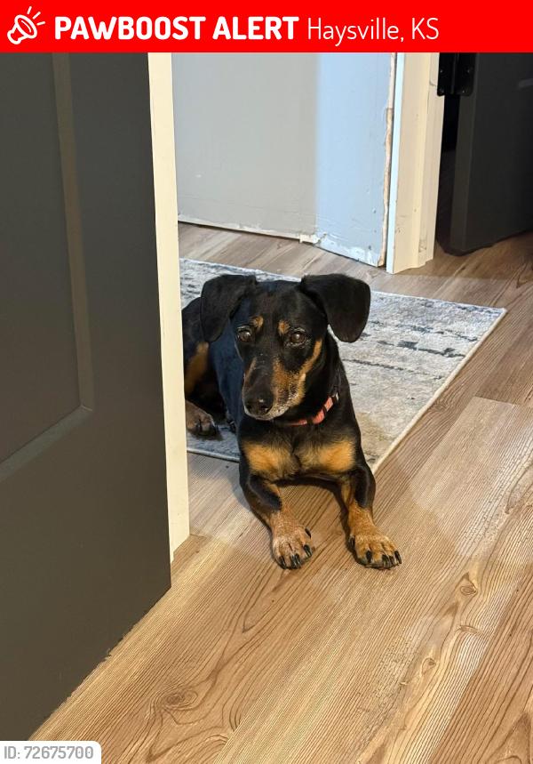 Lost Male Dog last seen 86th & Ida, Haysville, KS 67060