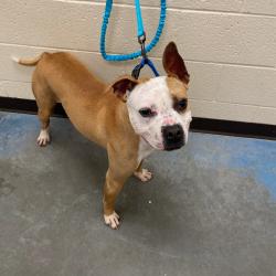 Shelter Stray Male Dog last seen , Memphis, TN 38133