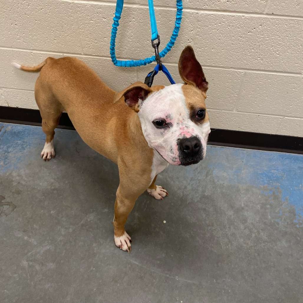 Shelter Stray Male Dog last seen , Memphis, TN 38133