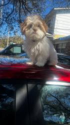Lost Female Dog last seen Grunthal park, Jacksonville, FL 32209