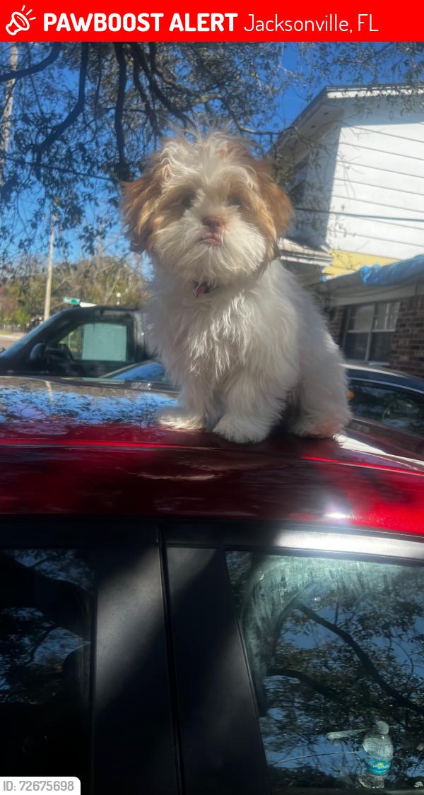 Lost Female Dog last seen Grunthal park, Jacksonville, FL 32209