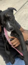 Lost Female Dog last seen In a neighborhood , Houston, TX 77086