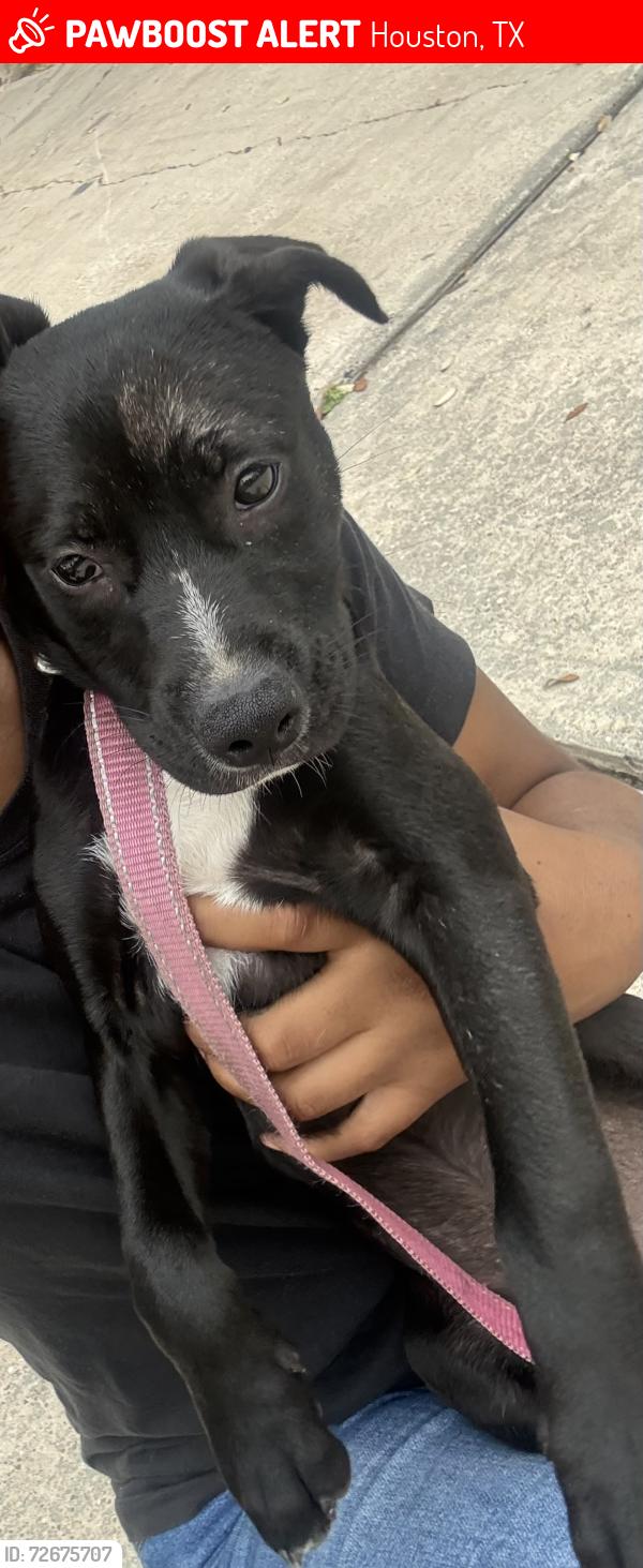 Lost Female Dog last seen In a neighborhood , Houston, TX 77086
