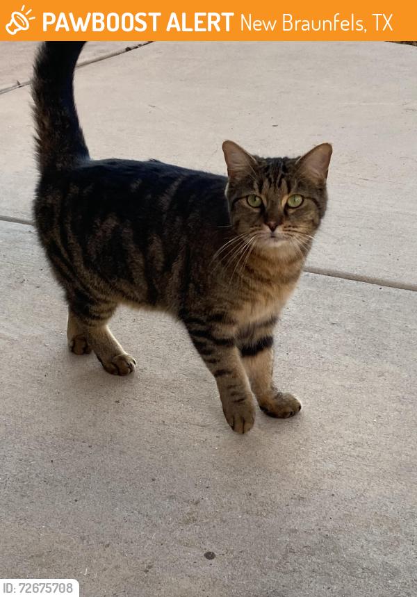 Found/Stray Unknown Cat last seen The Bandit golf Course , New Braunfels, TX 78130