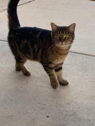 Found/Stray Unknown Cat last seen The Bandit golf Course , New Braunfels, TX 78130