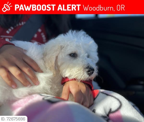 Lost Male Dog last seen Del sol ct 97071, Woodburn, OR 97071