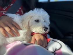 Lost Male Dog last seen Del sol ct 97071, Woodburn, OR 97071