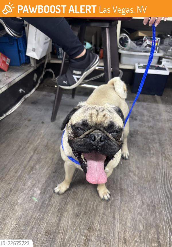 Found/Stray Male Dog last seen fremont and oakey, Las Vegas, NV 89104