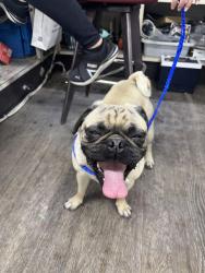 Found/Stray Male Dog last seen fremont and oakey, Las Vegas, NV 89104