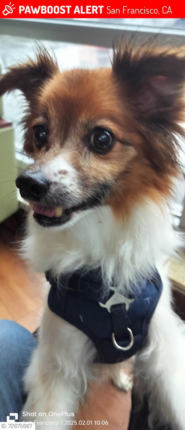 Lost Male Dog last seen 4th & Mission Sts., San Francisco, CA 94103