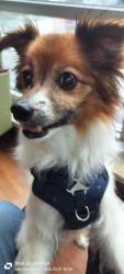 Lost Male Dog last seen 4th & Mission Sts., San Francisco, CA 94103