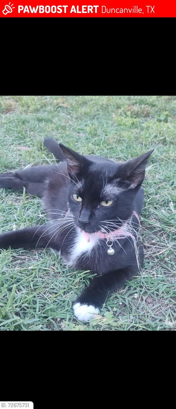 Lost Female Cat last seen Near pet village in Duncanville, Duncanville, TX 75116