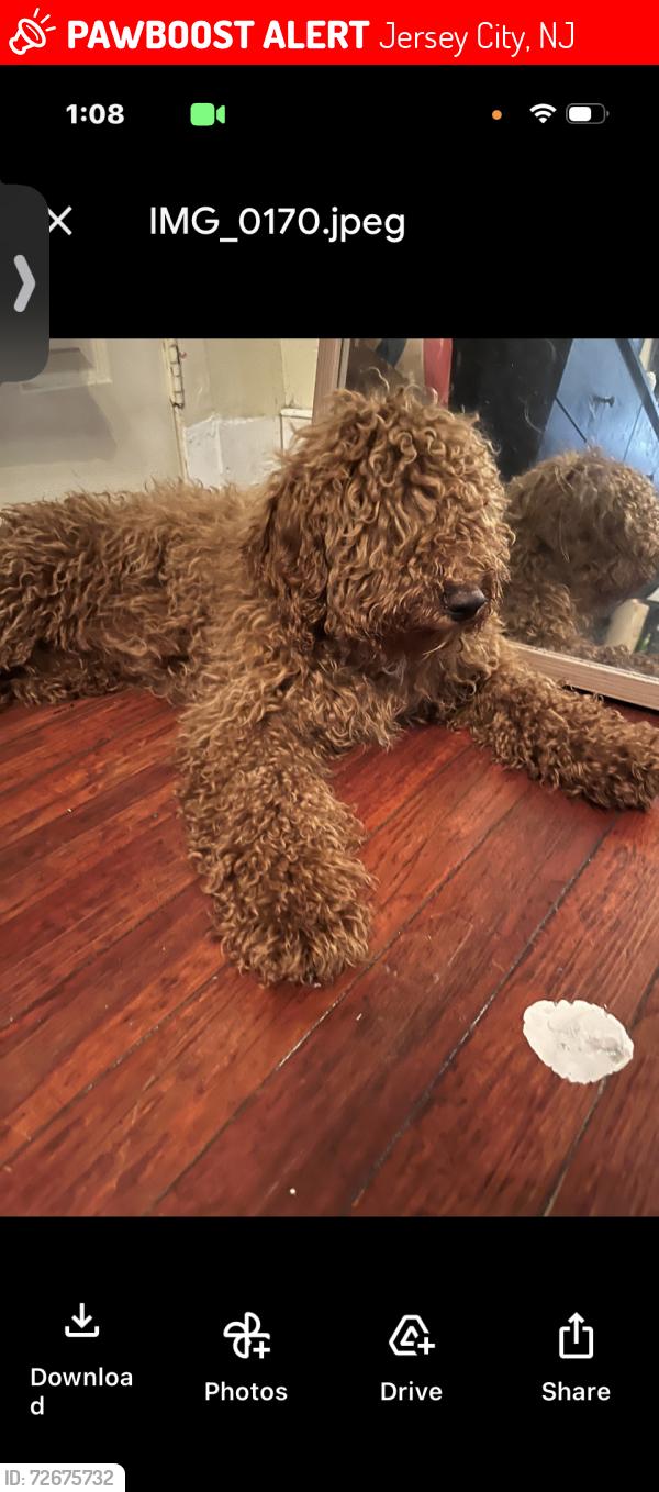 Lost Male Dog last seen Clerk Arlington , Jersey City, NJ 07305
