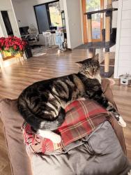 Lost Male Cat last seen Farrell Farms/ Red Barn Park, Washougal, WA 98671