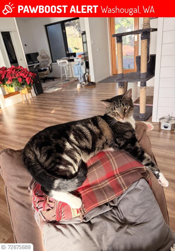 Lost Male Cat last seen Farrell Farms/ Red Barn Park, Washougal, WA 98671