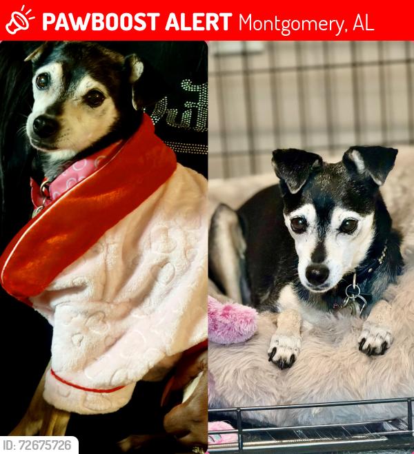 Lost Female Dog last seen Pike Rd and Vaughn Road By CVS, Montgomery, AL 36104