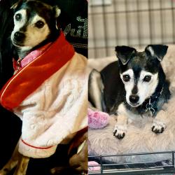 Lost Female Dog last seen Pike Rd and Vaughn Road By CVS, Montgomery, AL 36104