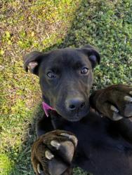 Found/Stray Female Dog last seen Near apmt 2901, Baytown, TX 77520