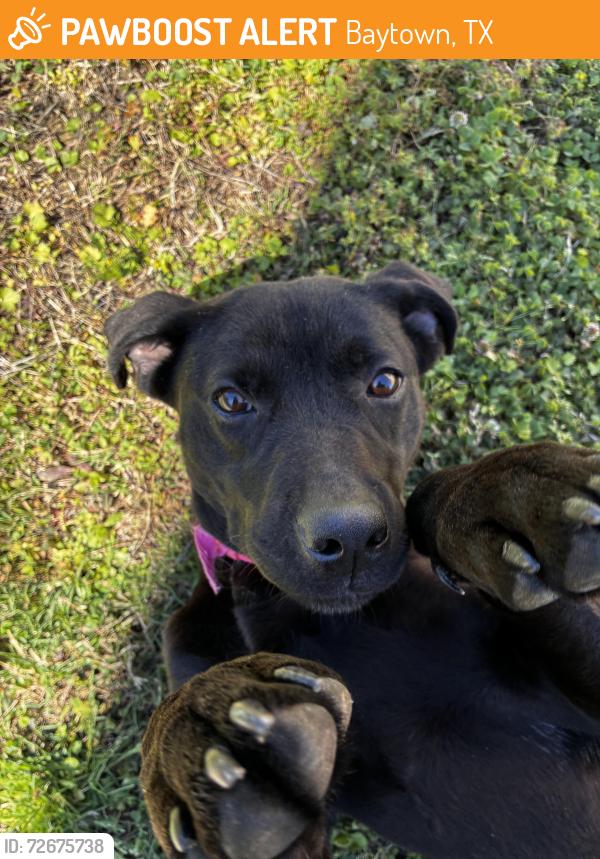 Found/Stray Female Dog last seen Near apmt 2901, Baytown, TX 77520