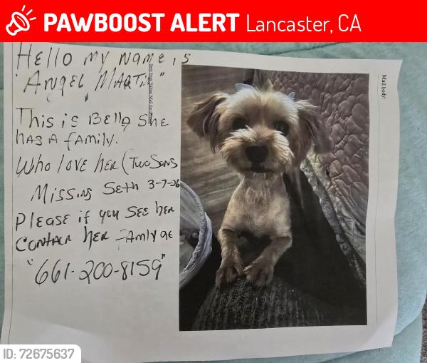 Lost Female Dog last seen Lancaster blvd 17th street west , Lancaster, CA 93536
