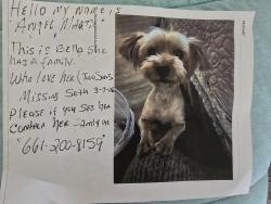 Lost Female Dog last seen Lancaster blvd 17th street west , Lancaster, CA 93536