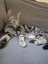 Lost Female Cat last seen Elmhurst Close Furzton, Furzton, England MK4 1AP