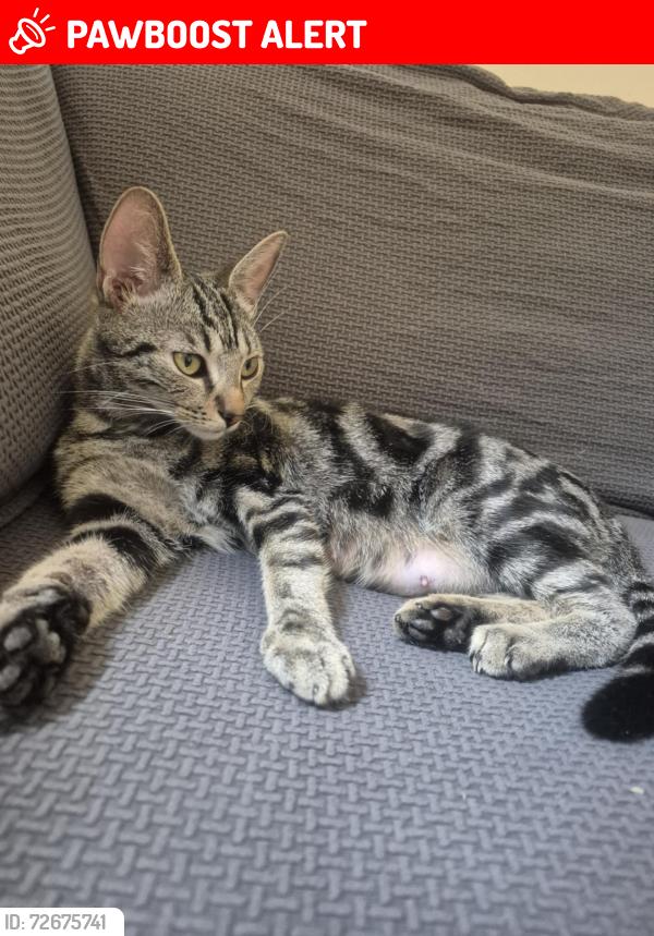 Lost Female Cat last seen Elmhurst Close Furzton, Furzton, England MK4 1AP