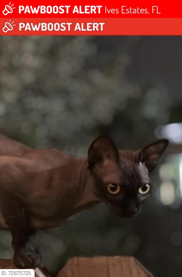 Lost Male Cat last seen Near Terrace 33179, Ives Estates, FL 33179