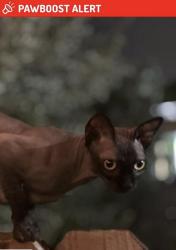 Lost Male Cat last seen Near Terrace 33179, Ives Estates, FL 33179