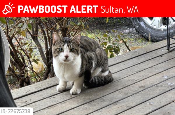 Lost Male Cat last seen idk, Sultan, WA 98294