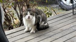 Lost Male Cat last seen idk, Sultan, WA 98294