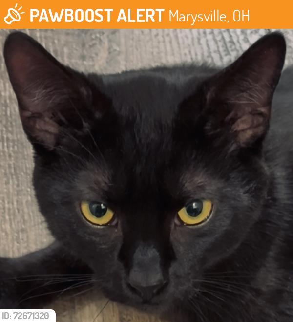 Found/Stray Unknown Cat last seen Near the Bridgewater apmt complex, Marysville, OH 43040