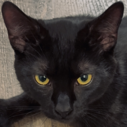 Found/Stray Unknown Cat last seen Near the Bridgewater apmt complex, Marysville, OH 43040