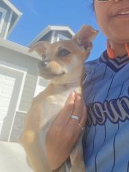 Found/Stray Male Dog last seen Ward and chavez, Riverbank, CA 95367