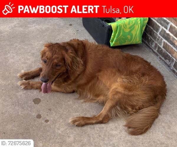 Lost Male Dog last seen 41st and Lynn Lane , Tulsa, OK 74134
