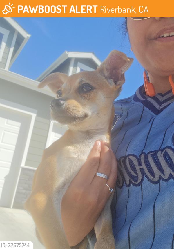 Found/Stray Male Dog last seen Ward and chavez, Riverbank, CA 95367