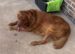 Lost Male Dog last seen 41st and Lynn Lane , Tulsa, OK 74134