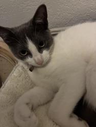 Found/Stray Female Cat last seen University Drive , Sunrise, FL 33351