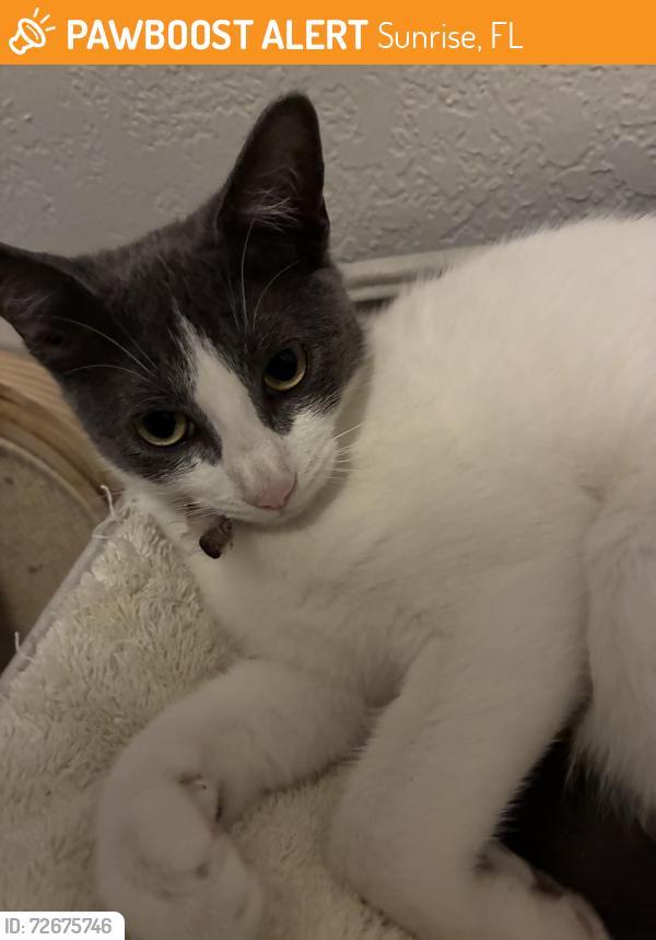 Found/Stray Female Cat last seen University Drive , Sunrise, FL 33351