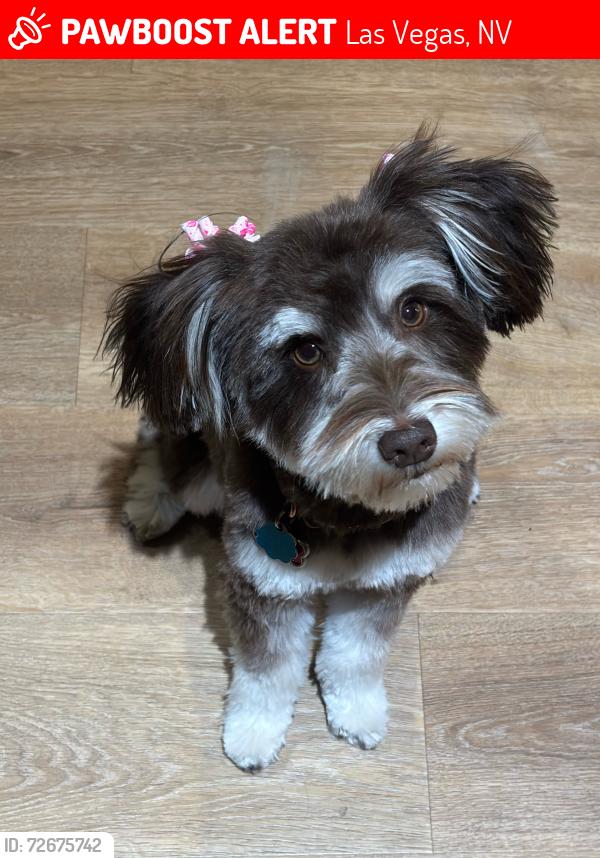 Lost Female Dog last seen Rosada Way. Right off corner of N Jones between Ann Rd and Lone Mountain, Las Vegas, NV 89130