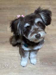 Lost Female Dog last seen Rosada Way. Right off corner of N Jones between Ann Rd and Lone Mountain, Las Vegas, NV 89130