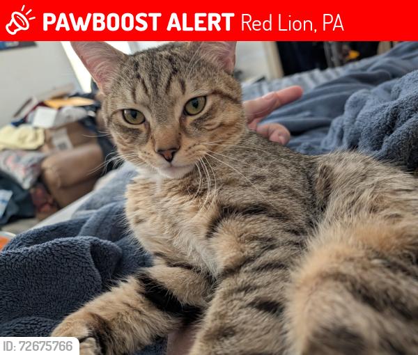Lost Male Cat last seen country ridge drive, red lion, pa, Red Lion, PA 17356