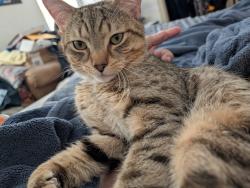 Lost Male Cat last seen country ridge drive, red lion, pa, Red Lion, PA 17356