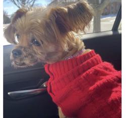 Found/Stray Female Dog last seen Mccoy dr, Aurora, IL 60504