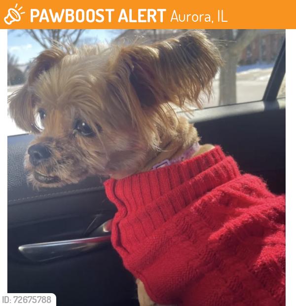 Found/Stray Female Dog last seen Mccoy dr, Aurora, IL 60504