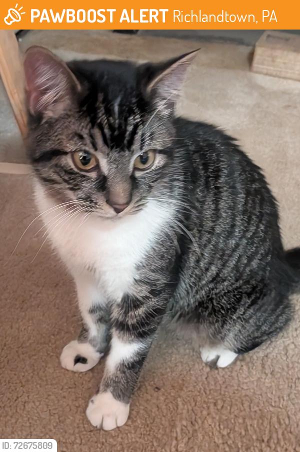 Found/Stray Unknown Cat last seen California Rd & Gruversville Rd, Richlandtown, PA 18955
