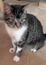 Found/Stray Unknown Cat last seen California Rd & Gruversville Rd, Richlandtown, PA 18955