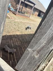Found/Stray Female Dog last seen Healthcare and spa, Harnett County, NC 27505