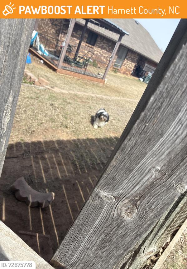 Found/Stray Female Dog last seen Healthcare and spa, Harnett County, NC 27505