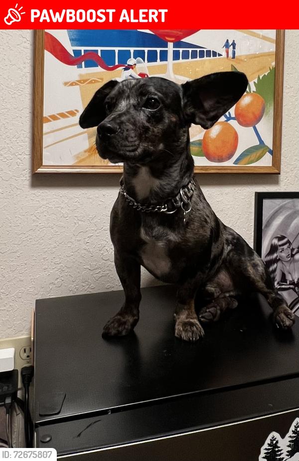 Lost Male Dog last seen East, Verduga, Roselawn, Linwood , Stanislaus County, CA 95382
